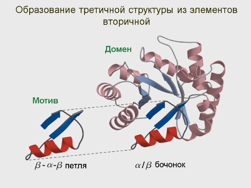 Образование третичной структуры из элементов вторичной Мотив Домен